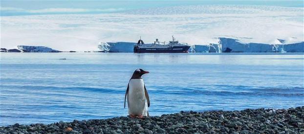 rimfrostpenguin