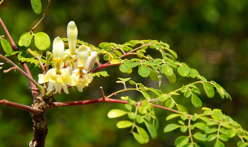 moringa, danielle lin, sherry erickson