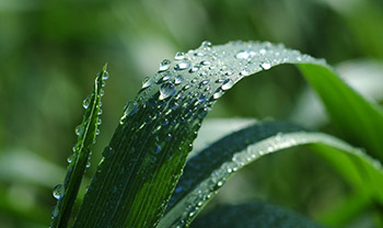Pines Wheat Grass small