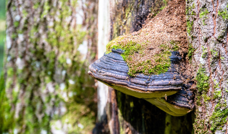 Cass Ingram mushroom