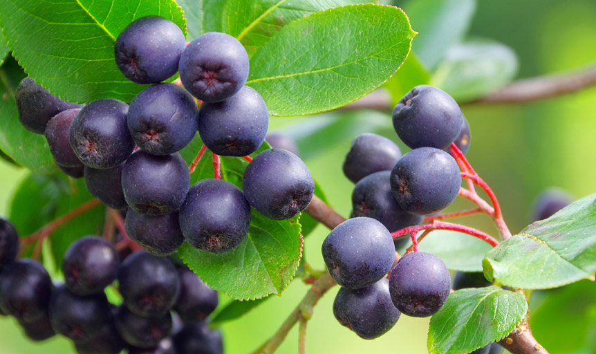 Artemis aronia berries