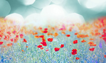 shutterstock_129363365 HeartMath Deborah Rozman small