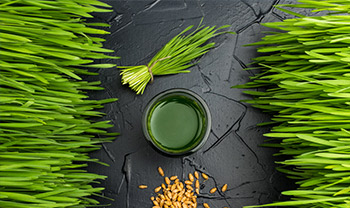 Wheatgrass Ron Seibold small