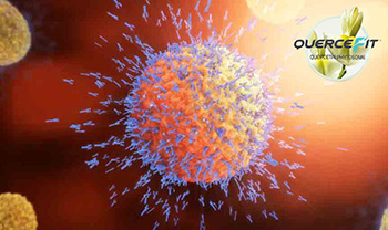 quercefit